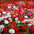 Bonsai Mixed 16 Types of Geranium 100 PCS Seeds Bonsai Mixed 16 Types of Geranium 100 PCS Seeds