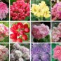 Bonsai Mixed 16 Types of Geranium 100 PCS Seeds