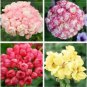 Bonsai Mixed 16 Types of Geranium 100 PCS Seeds