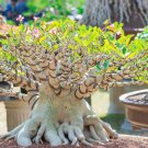 Bonsai Mixed 64 Types of Adenium Desert Rose 100 PCS Seeds