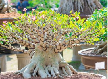 Bonsai Mixed 64 Types of Adenium Desert Rose 100 PCS Seeds
