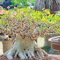 Bonsai Mixed 64 Types of Adenium Desert Rose 100 PCS Seeds