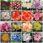 Bonsai Mixed 64 Types of Adenium Desert Rose 100 PCS Seeds