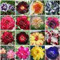 Bonsai Mixed 64 Types of Adenium Desert Rose 100 PCS Seeds