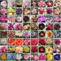 Bonsai Mixed 64 Types of Adenium Desert Rose 100 PCS Seeds