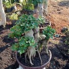 Bonsai Mixed Rieger Begonias Beautiful Bonsai Multi-Flap Flower 50 PCS Seeds