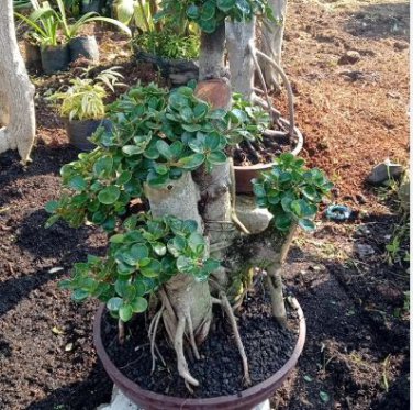 Bonsai Mixed Rieger Begonias Beautiful Bonsai Multi-Flap Flower 50 PCS Seeds