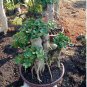 Bonsai Mixed Rieger Begonias Beautiful Bonsai Multi-Flap Flower 50 PCS Seeds