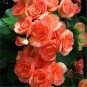 Bonsai Mixed Rieger Begonias Beautiful Bonsai Multi-Flap Flower 50 PCS Seeds