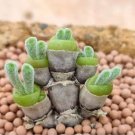 Bonsai Monilaria Obconica Bunny Bonsai Succulents Bonsai Rabbit Shape 100 PCS Seeds Bonsai Monilaria Obconica Bunny Bonsai Succulents Bonsai Rabbit Shape 100 PCS Seeds