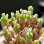 Bonsai Monilaria Obconica Bunny Bonsai Succulents Bonsai Rabbit Shape 100 PCS Seeds