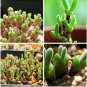 Bonsai Monilaria Obconica Bunny Bonsai Succulents Bonsai Rabbit Shape 100 PCS Seeds