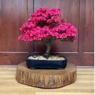 Bonsai Mountain Azalea Rhododendron Simsii Satsuki Mixed Color Flower 100 PCS Seeds