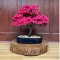 Bonsai Mountain Azalea Rhododendron Simsii Satsuki Mixed Color Flower 100 PCS Seeds
