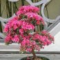 Bonsai Mountain Azalea Rhododendron Simsii Satsuki Mixed Color Flower 100 PCS Seeds