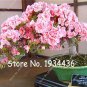Bonsai Mountain Azalea Rhododendron Simsii Satsuki Mixed Color Flower 100 PCS Seeds