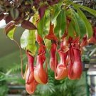 Bonsai Nepenthes 10 PCS Seeds