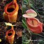 Bonsai Nepenthes 10 PCS Seeds