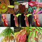 Bonsai Nepenthes 10 PCS Seeds