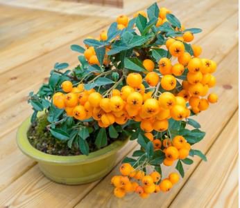 Bonsai Orange Pyracantha fortuneana Firethorn Perennial Tree 20 PCS Seeds