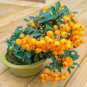 Bonsai Orange Pyracantha fortuneana Firethorn Perennial Tree 20 PCS Seeds
