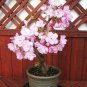 Bonsai Organic Ornamental Oriental Cherry Blossoms Sakura 20 PCS Seeds