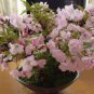 Bonsai Organic Ornamental Oriental Cherry Blossoms Sakura 20 PCS Seeds