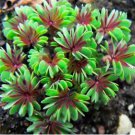 Bonsai Oxalis versicolor Flowers Bonsai Flower 200 PCS Seeds