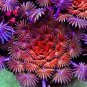 Bonsai Oxalis versicolor Flowers Bonsai Flower 200 PCS Seeds
