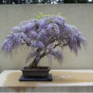Bonsai Paulownia Outdoor Royal Empress Flore Tree Plants 1000 PCS Seeds