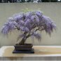 Bonsai Paulownia Outdoor Royal Empress Flore Tree Plants 1000 PCS Seeds
