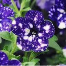 Bonsai Petunia Garden Bonsai Moon Night Sky Double Purple Flowers 200 PCS Seeds