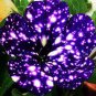 Bonsai Petunia Garden Bonsai Moon Night Sky Double Purple Flowers 200 PCS Seeds