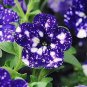 Bonsai Petunia Garden Bonsai Moon Night Sky Double Purple Flowers 200 PCS Seeds