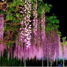 Bonsai Pink Chinese Wisteria 100 PCS Seeds
