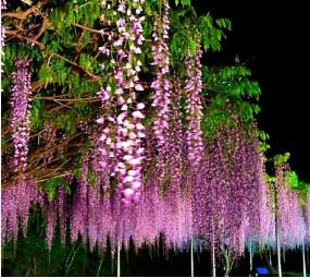 Bonsai Pink Chinese Wisteria 100 PCS Seeds