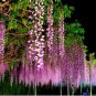 Bonsai Pink Chinese Wisteria 100 PCS Seeds