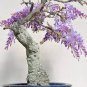 Bonsai Pink Chinese Wisteria 100 PCS Seeds