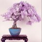 Bonsai Pink Chinese Wisteria 100 PCS Seeds