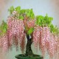 Bonsai Pink Chinese Wisteria 100 PCS Seeds