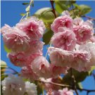 Bonsai Pinkish Red Japanese Sakura Cherry Blossoms Flower 20 PCS Seeds Bonsai Pinkish Red Japanese Sakura Cherry Blossoms Flower 20 PCS Seeds