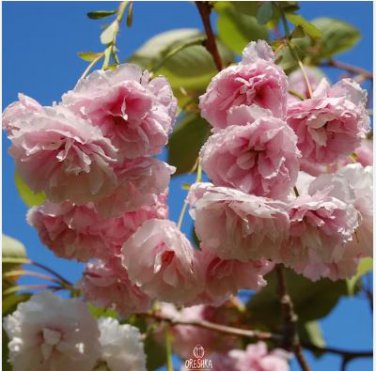 Bonsai Pinkish Red Japanese Sakura Cherry Blossoms Flower 20 PCS Seeds