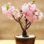 Bonsai Pinkish Red Japanese Sakura Cherry Blossoms Flower 20 PCS Seeds