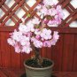 Bonsai Pinkish Red Japanese Sakura Cherry Blossoms Flower 20 PCS Seeds