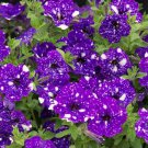 Bonsai Petunia Garden Bonsai Moon Night Sky Double Purple Flowers 200 PCS Seeds Bonsai Petunia Garden Bonsai Moon Night Sky Double Purple Flowers 200 PCS Seeds