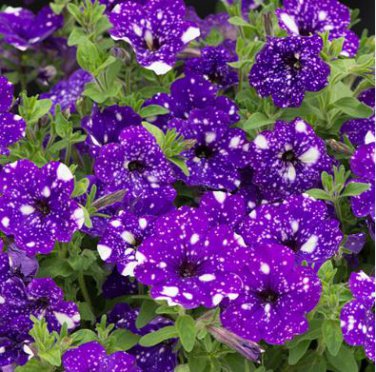 Bonsai Petunia Garden Bonsai Moon Night Sky Double Purple Flowers 200 PCS Seeds