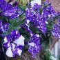 Bonsai Petunia Garden Bonsai Moon Night Sky Double Purple Flowers 200 PCS Seeds