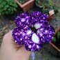 Bonsai Petunia Garden Bonsai Moon Night Sky Double Purple Flowers 200 PCS Seeds