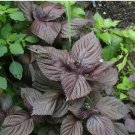 Bonsai Plants Garden Rare Plants Red Shiso Frutescens Purple Perilla Plantas 100 PCS Seeds