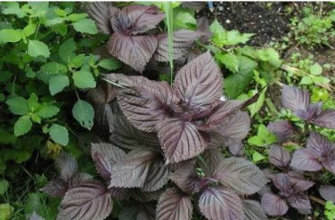 Bonsai Plants Garden Rare Plants Red Shiso Frutescens Purple Perilla Plantas 100 PCS Seeds